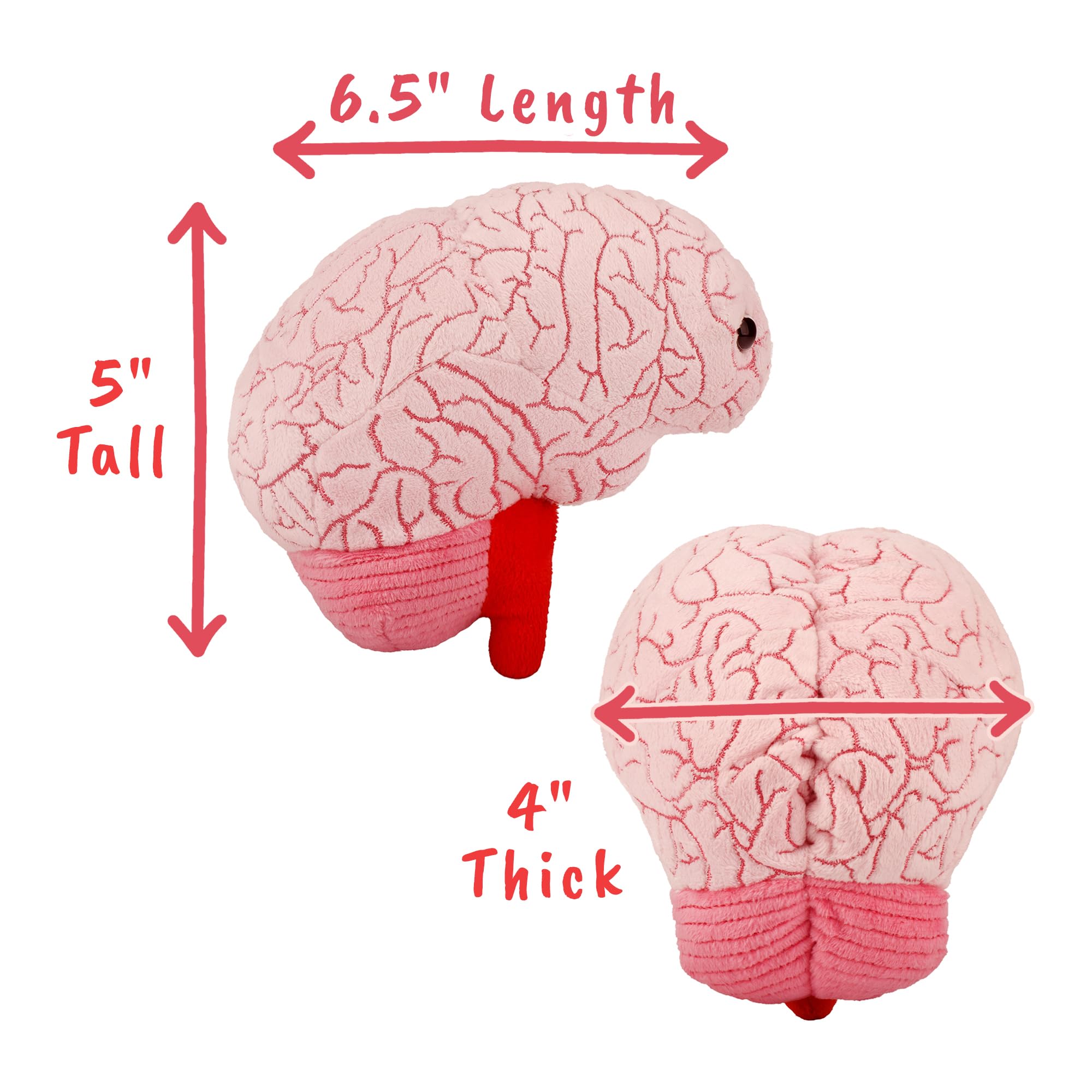 GIANT MICROBES Brain Plush embroidery brainstem detail for quick anatomy references.