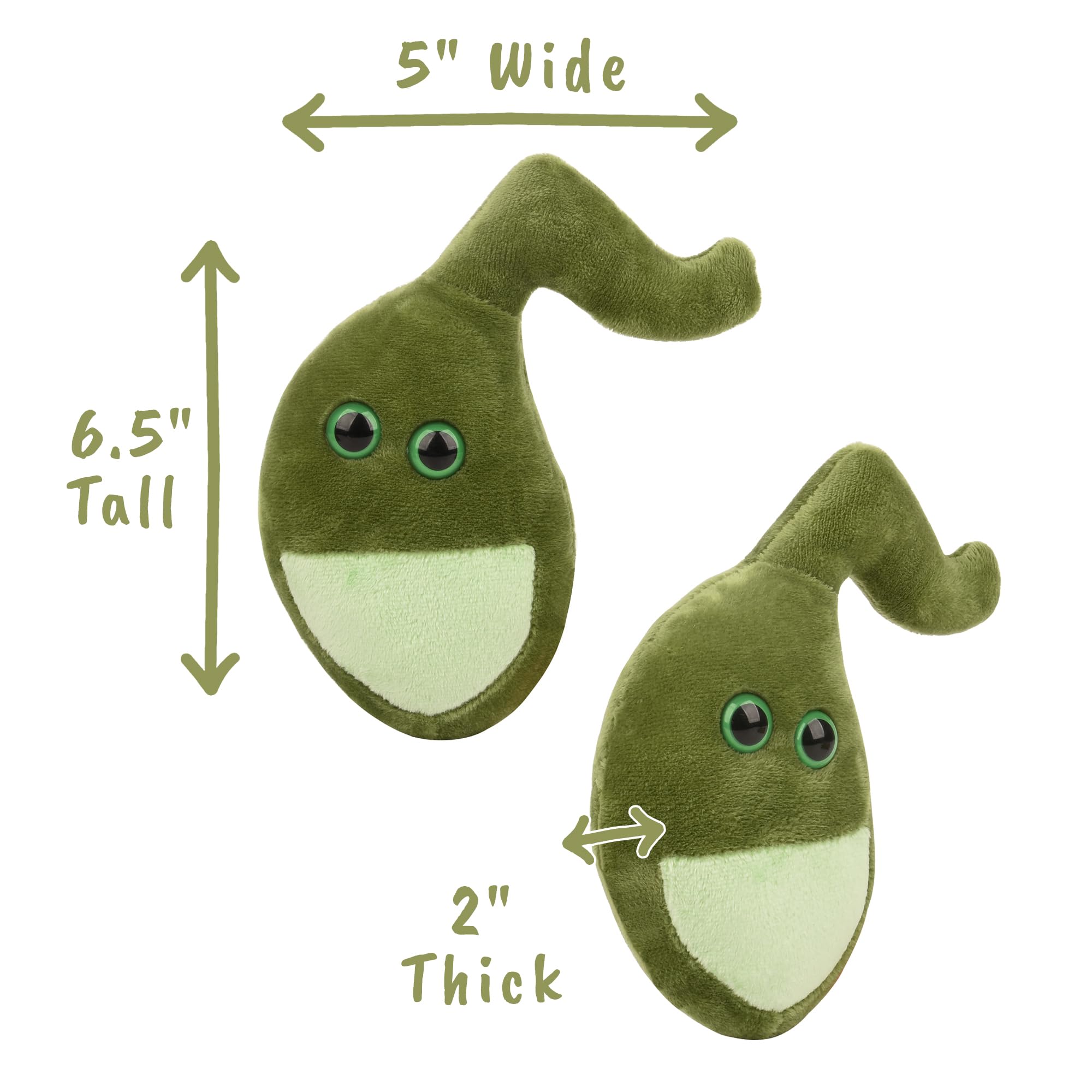 Memorable gallbladder anatomy model for students and medical education gifts.