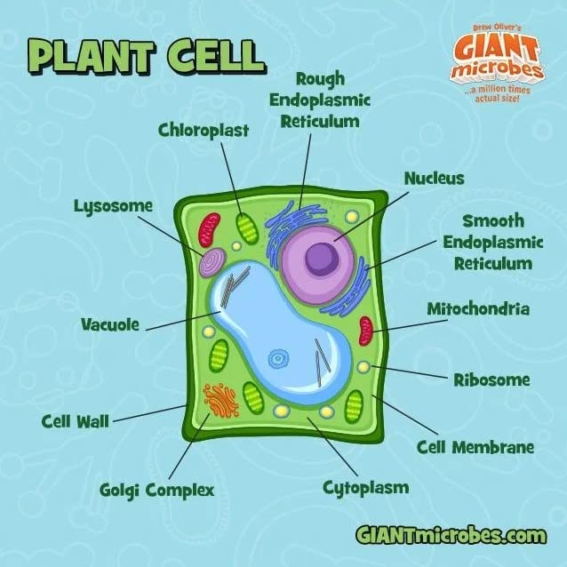 GIANT MICROBES plant cell plush mitochondria for hands-on learning and student engagement.