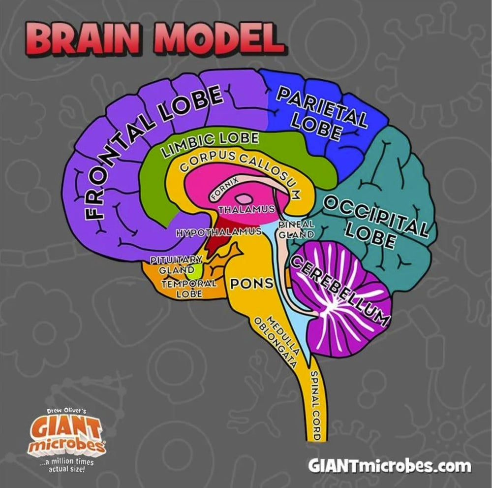 GIANTMICROBES Brain Model classroom-ready neuroanatomy teaching aid