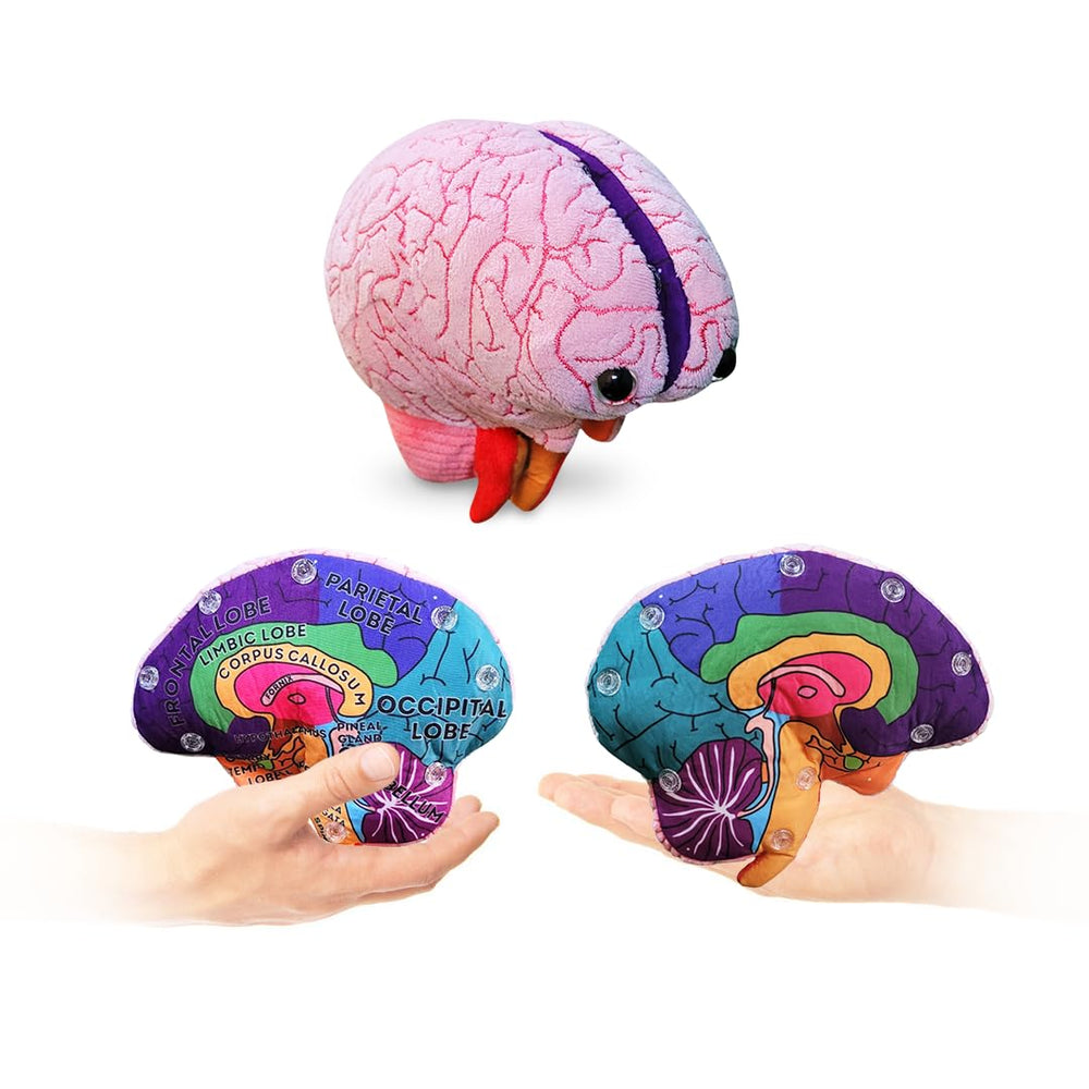 GIANTMICROBES Brain Model front view highlights major brain regions for teaching