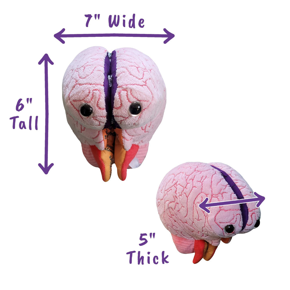 GIANTMICROBES Brain Model includes an illustrated diagram for quick review