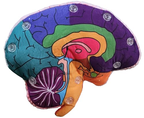 GIANTMICROBES Brain Model frontal lobe focus aids region-specific study
