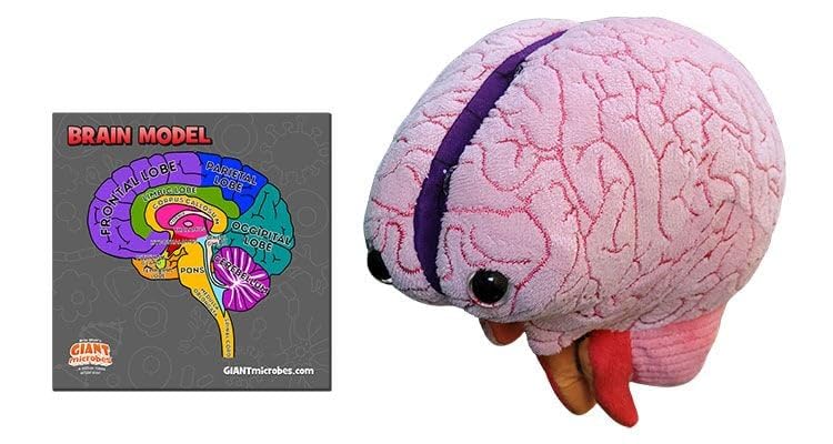 GIANTMICROBES Brain Model halves opened to reveal internal anatomy for hands-on learning