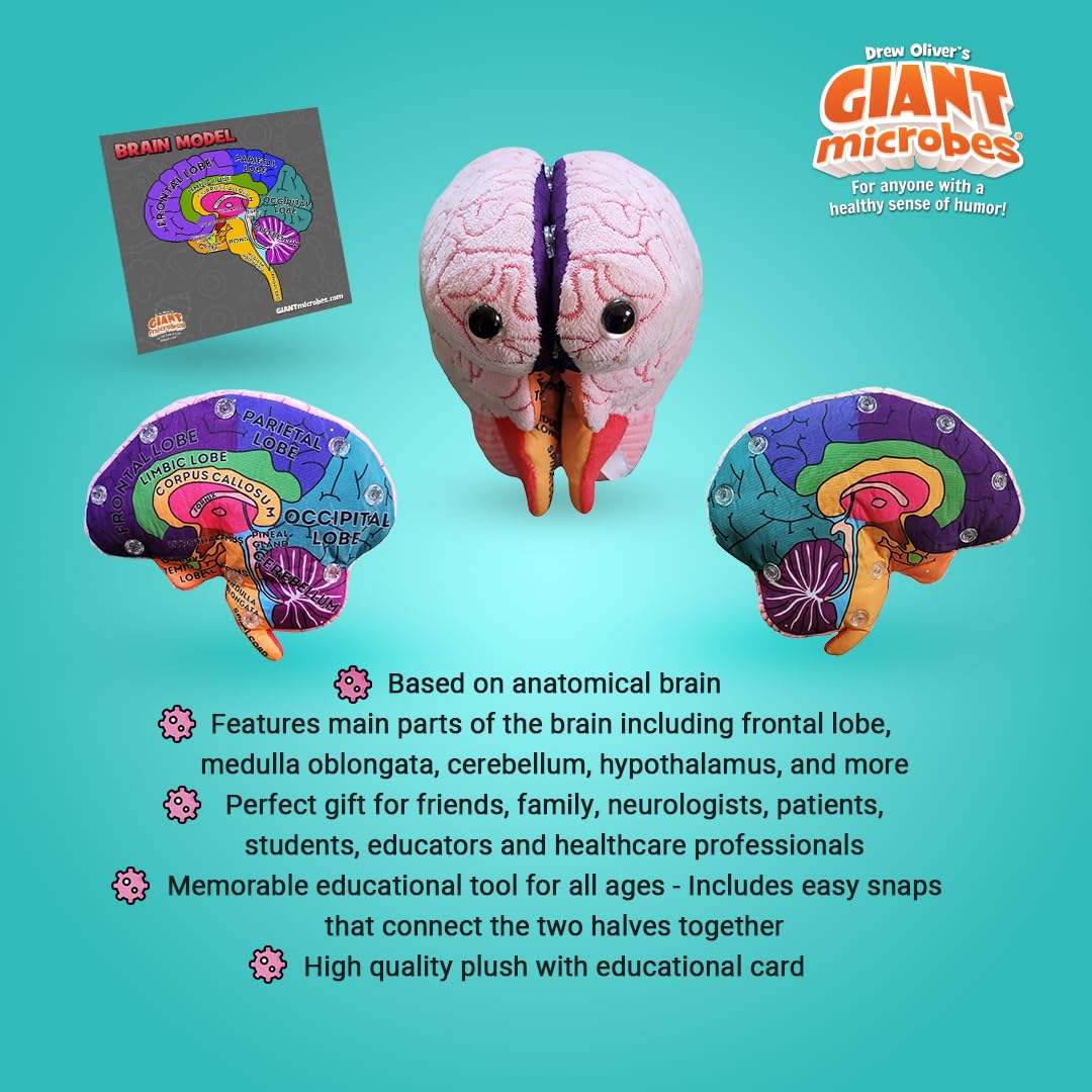 GIANTMICROBES Brain Model cerebellum with textured details for tactile exploration