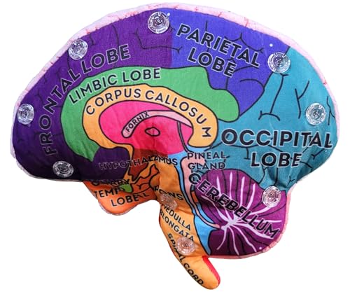 GIANTMICROBES Brain Model halves snap together for demonstrations