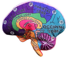 GIANTMICROBES Brain Model halves snap together for demonstrations