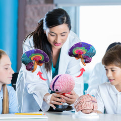 GIANTMICROBES Brain Model features colorful artwork for visual learning