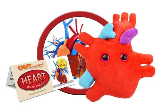 GIANTMICROBES Heart Plush side view showing the aorta and veins for anatomy study