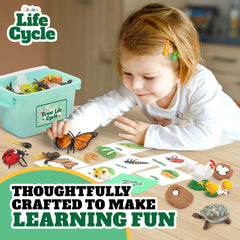 GLINGLONG Life Cycle Kit snail figures reinforce life cycle sequencing