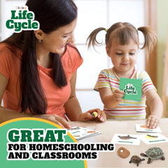GLINGLONG life cycle bee figure aids tactile science exploration and learning