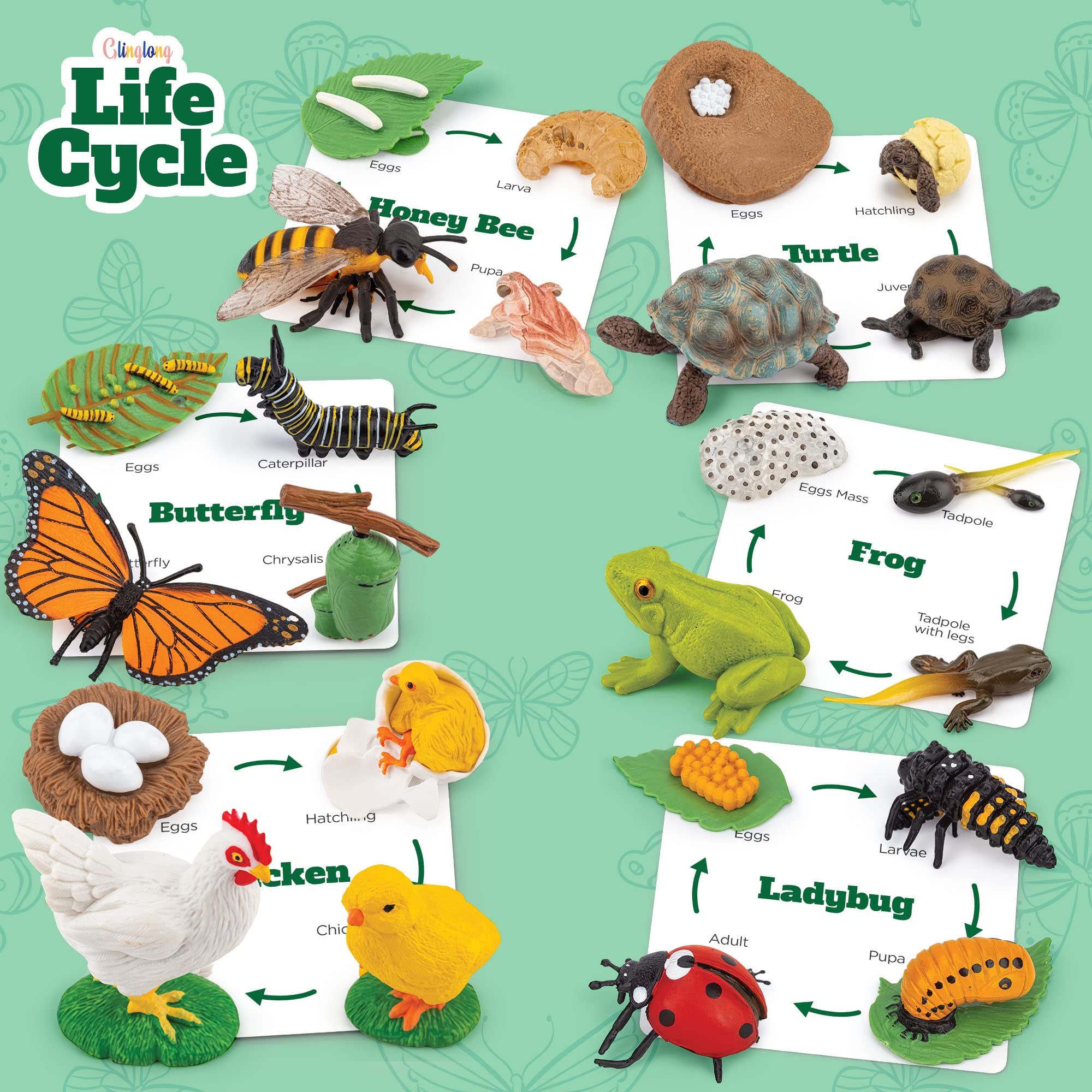 GLINGLONG life cycle chicken figure supports early biology and stage matching during play