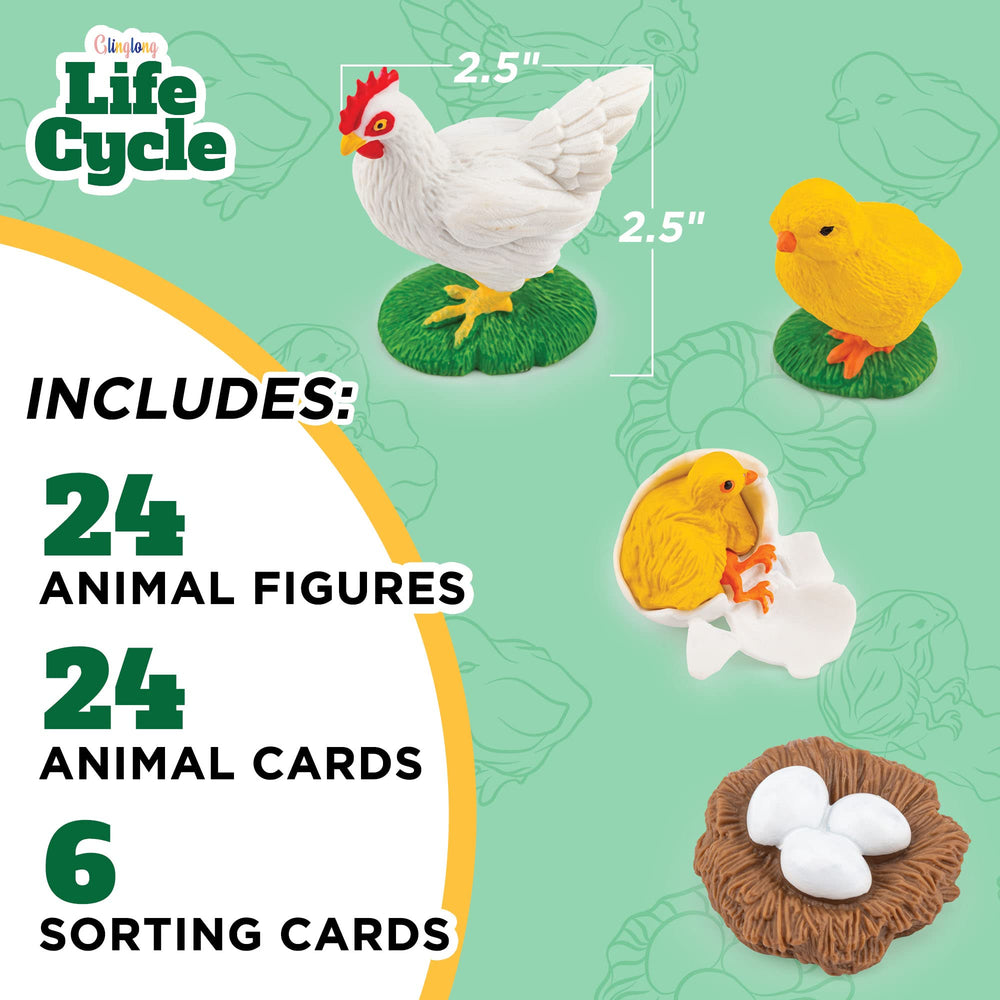 GLINGLONG life cycle frog figure for interactive life cycle exploration and matching practice