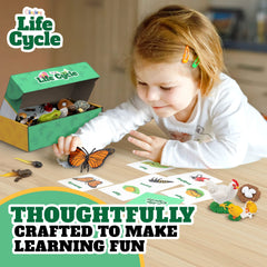 GLINGLONG life cycle ladybug figure enhances observation during science lessons