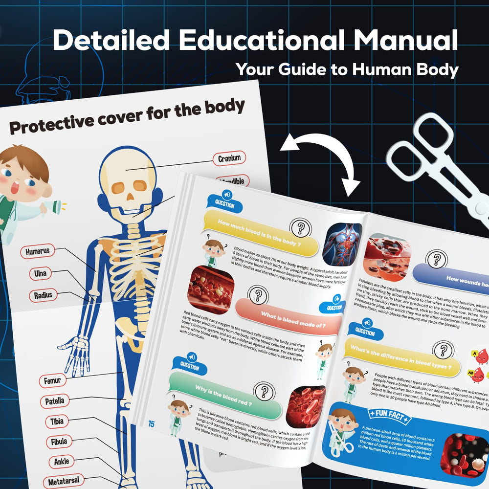 GobiDex 40-piece anatomy kit enables comprehensive bones, muscles, and organs study.