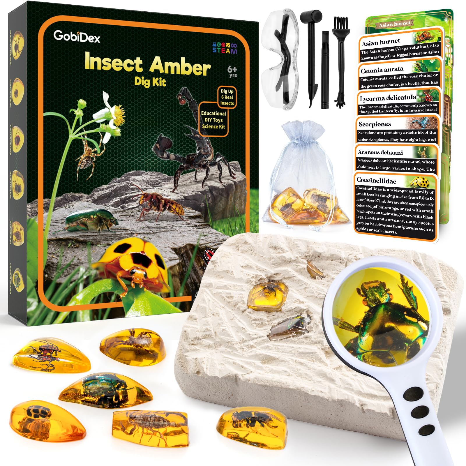 GobiDex Amber Dig Kit excavation tools enable hands-on science play