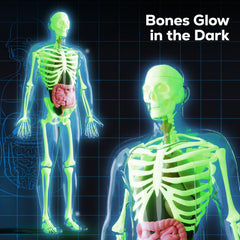 GobiDex glow-in-the-dark bones illuminate hands-on exploration.