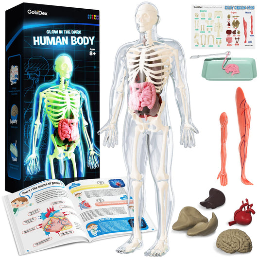 GobiDex skeleton assembly process for kid-friendly learning.