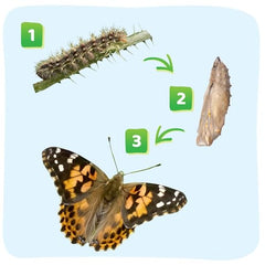 Insect Lore butterfly life cycle display aids storytelling and discovery.