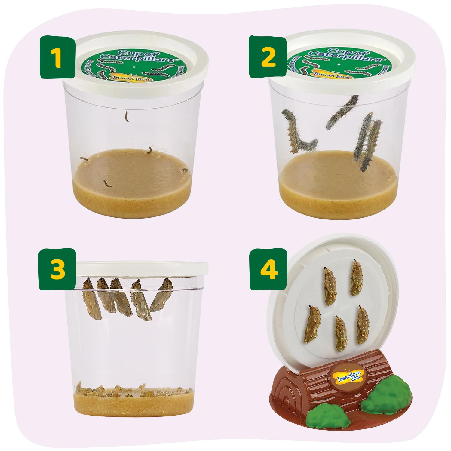 Insect Lore durable pop-up habitat keeps observation safe and accessible.