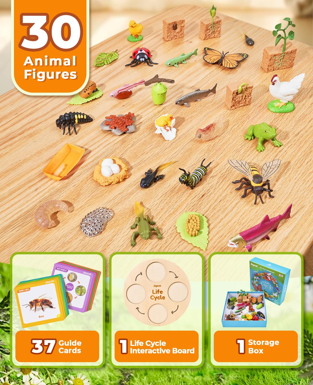 JoyCat life cycle frog figure supports observe metamorphosis through tactile play.