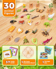 JoyCat life cycle frog figure supports observe metamorphosis through tactile play.