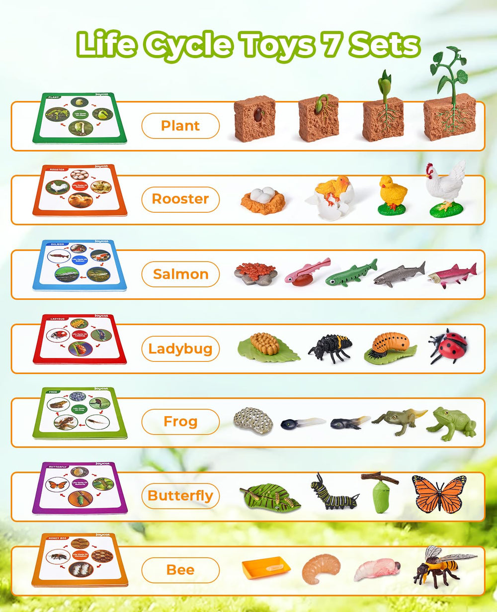 JoyCat life cycle ladybug figure promotes sensory learning and nature observation.