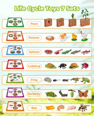JoyCat life cycle ladybug figure promotes sensory learning and nature observation.