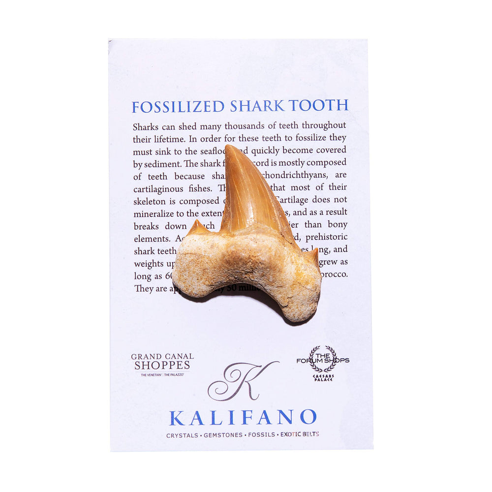 KALIFANO 50-million-year-old shark tooth ideal for educational collections.