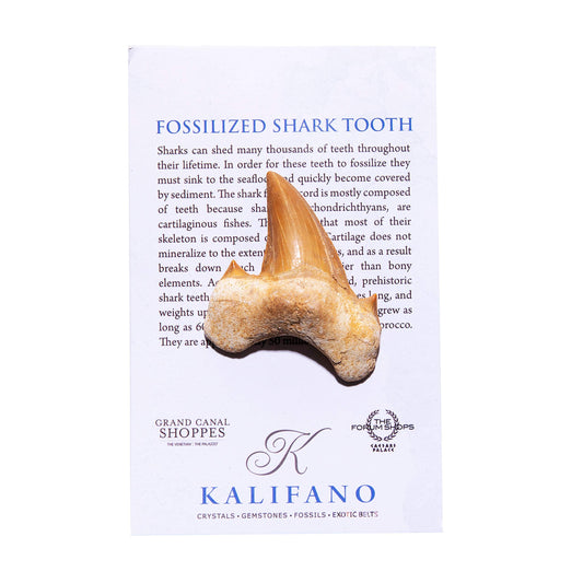 KALIFANO 50-million-year-old shark tooth ideal for educational collections.