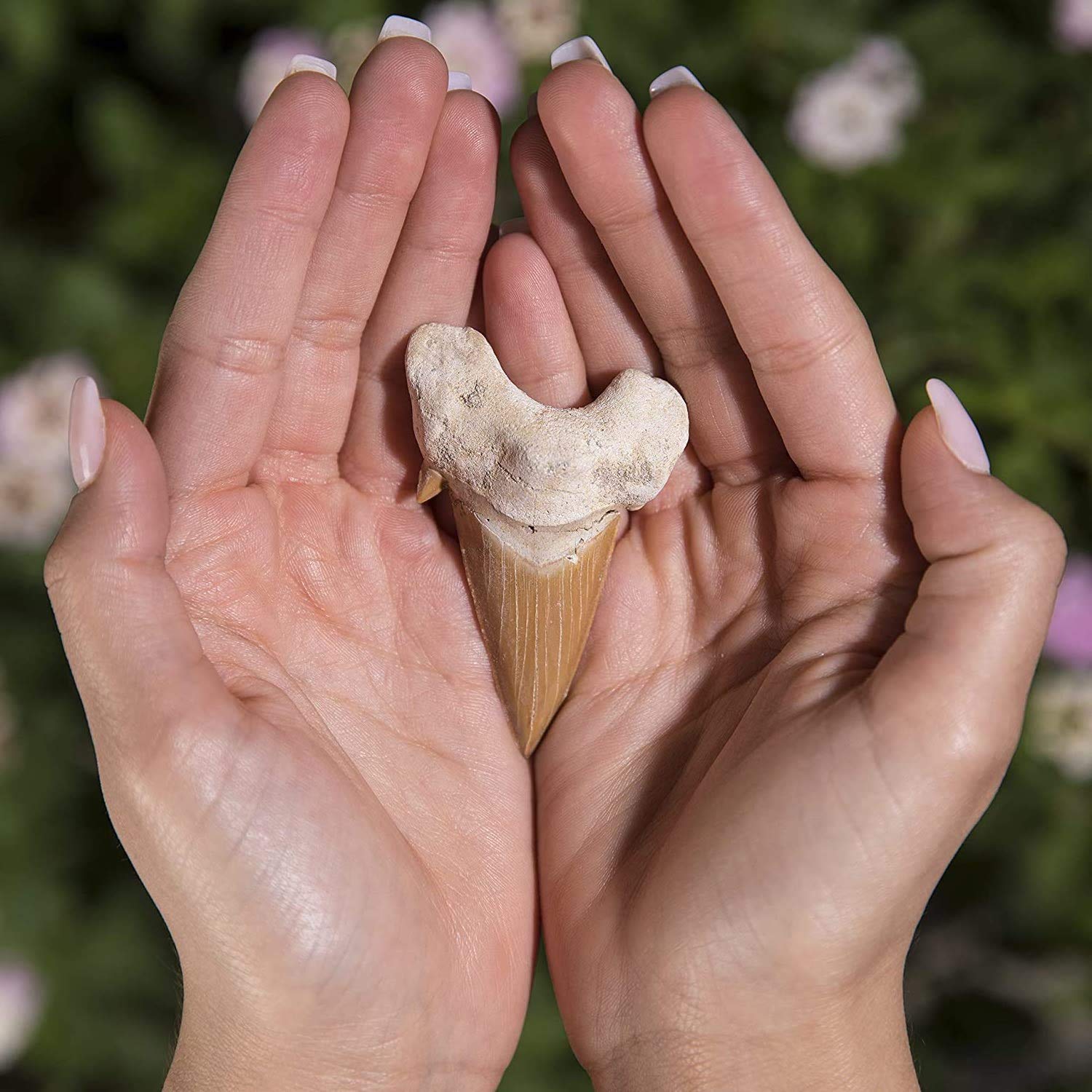 KALIFANO hand-selected shark tooth with unique shape and color variation.