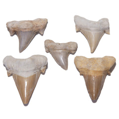 KALIFANO prehistoric shark tooth decor adds natural color to spaces.