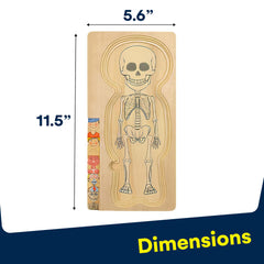 Kidzlane Boy Wooden My Body Puzzle muscular layer, basic muscle layout play