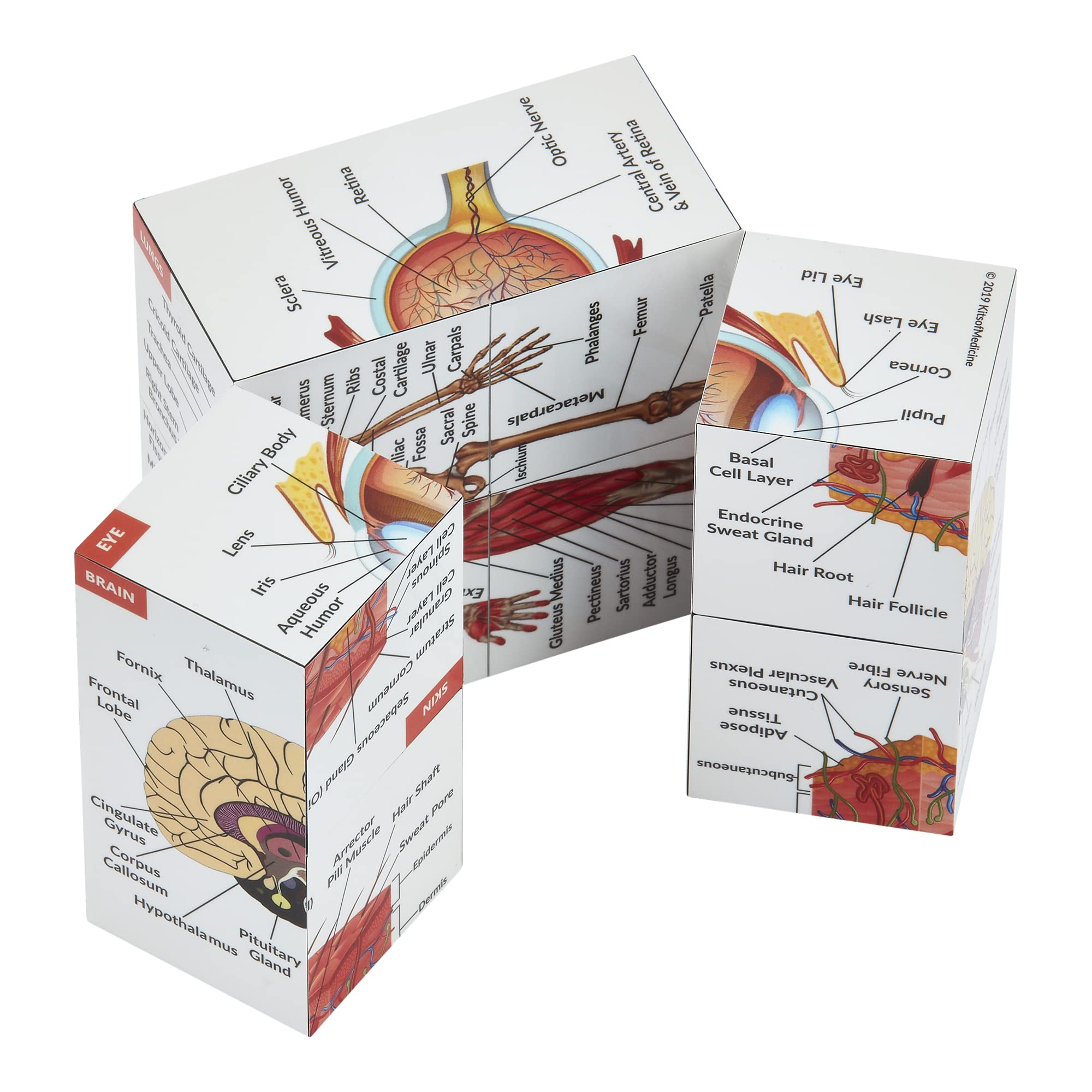 Kits of Medicine lungs view on anatomy cube for portable practice