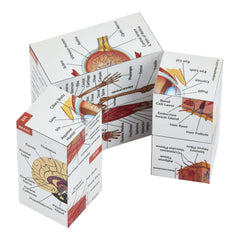 Kits of Medicine lungs view on anatomy cube for portable practice