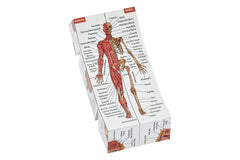 Kits of Medicine skin segment on anatomy cube for surface anatomy revision