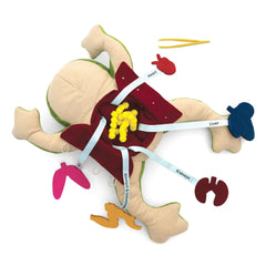 KiwiCo Froggie anatomy facts guide with bite-sized, engaging details.