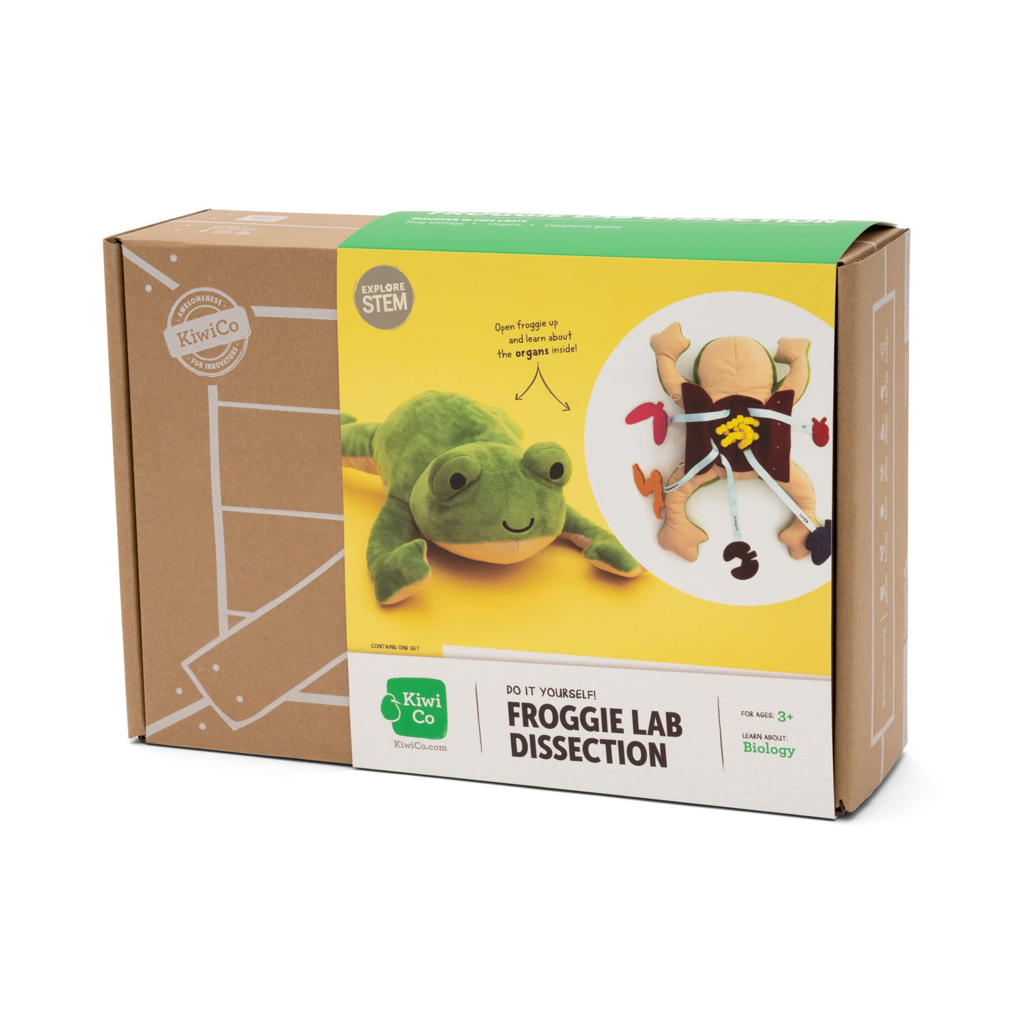 KiwiCo Froggie life cycle education highlights frog diversity and growth.