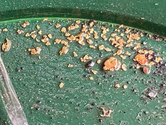 Klesh Gold Krums Mini Paydirt shows gold content visible for instant satisfaction and learning.