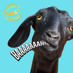 Knucklhead goat coworker-reaction pose sparks conversations at the desk.