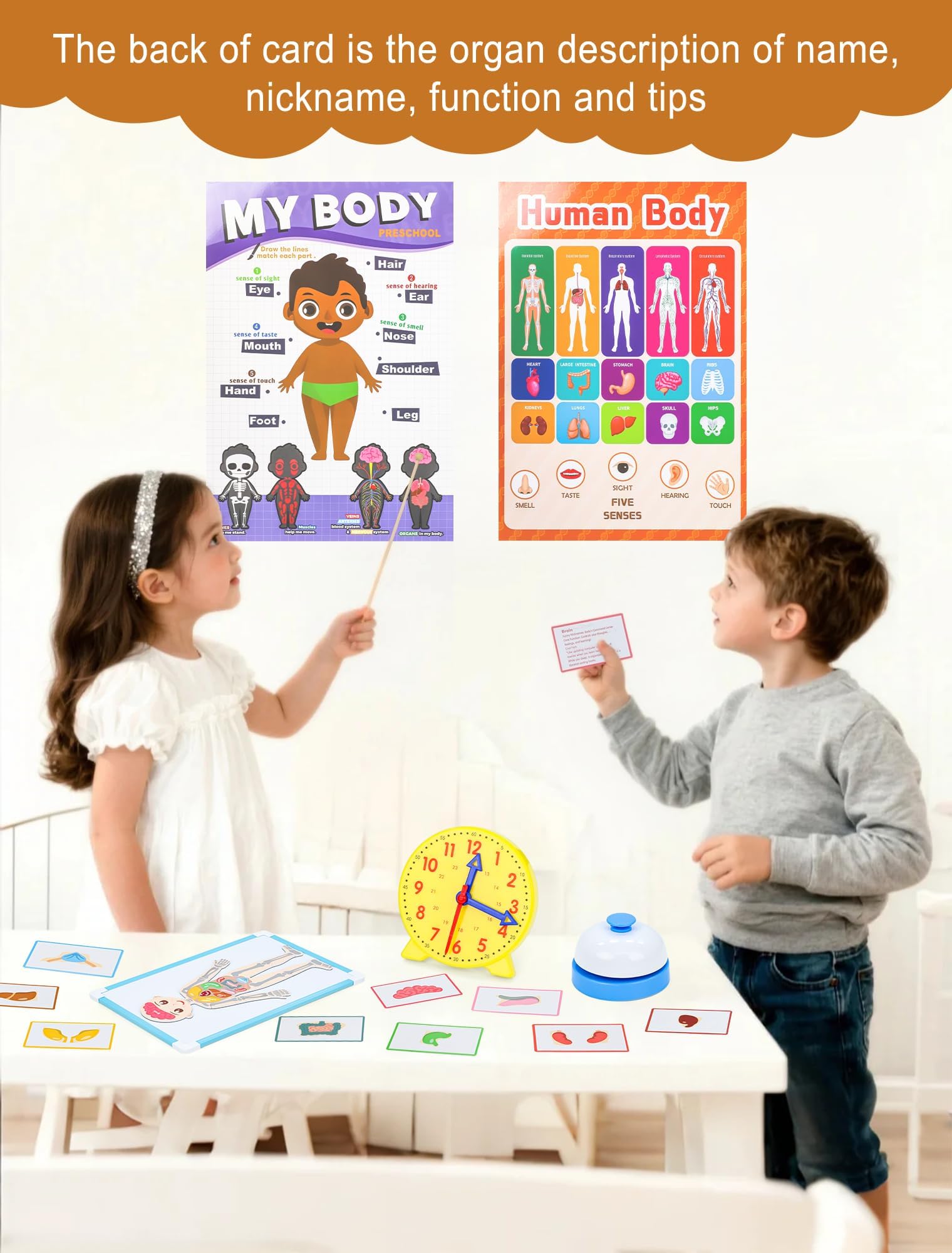 Learn2M organ puzzles to explore body parts and systems with magnets.