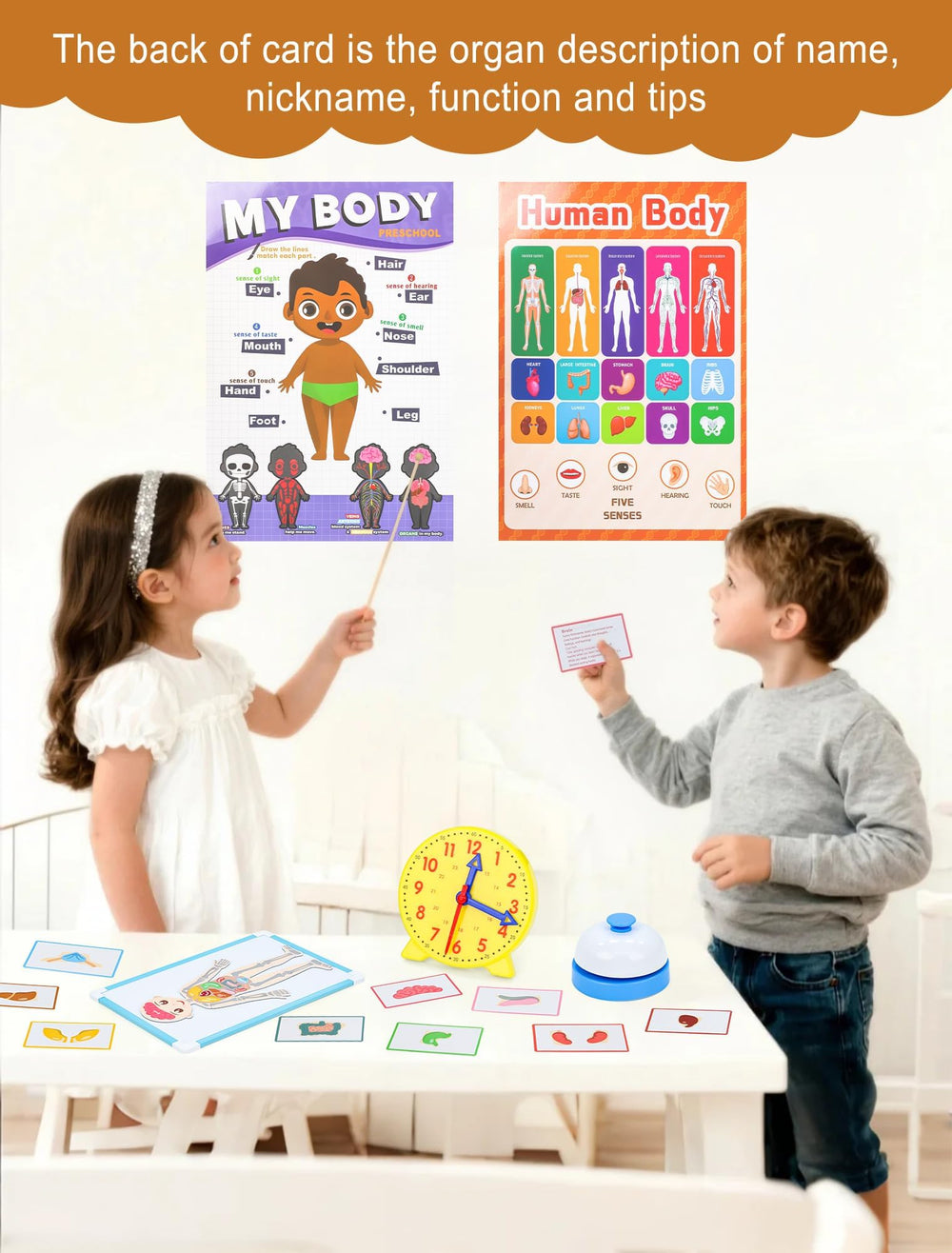 Learn2M organ puzzles to explore body parts and systems with magnets.