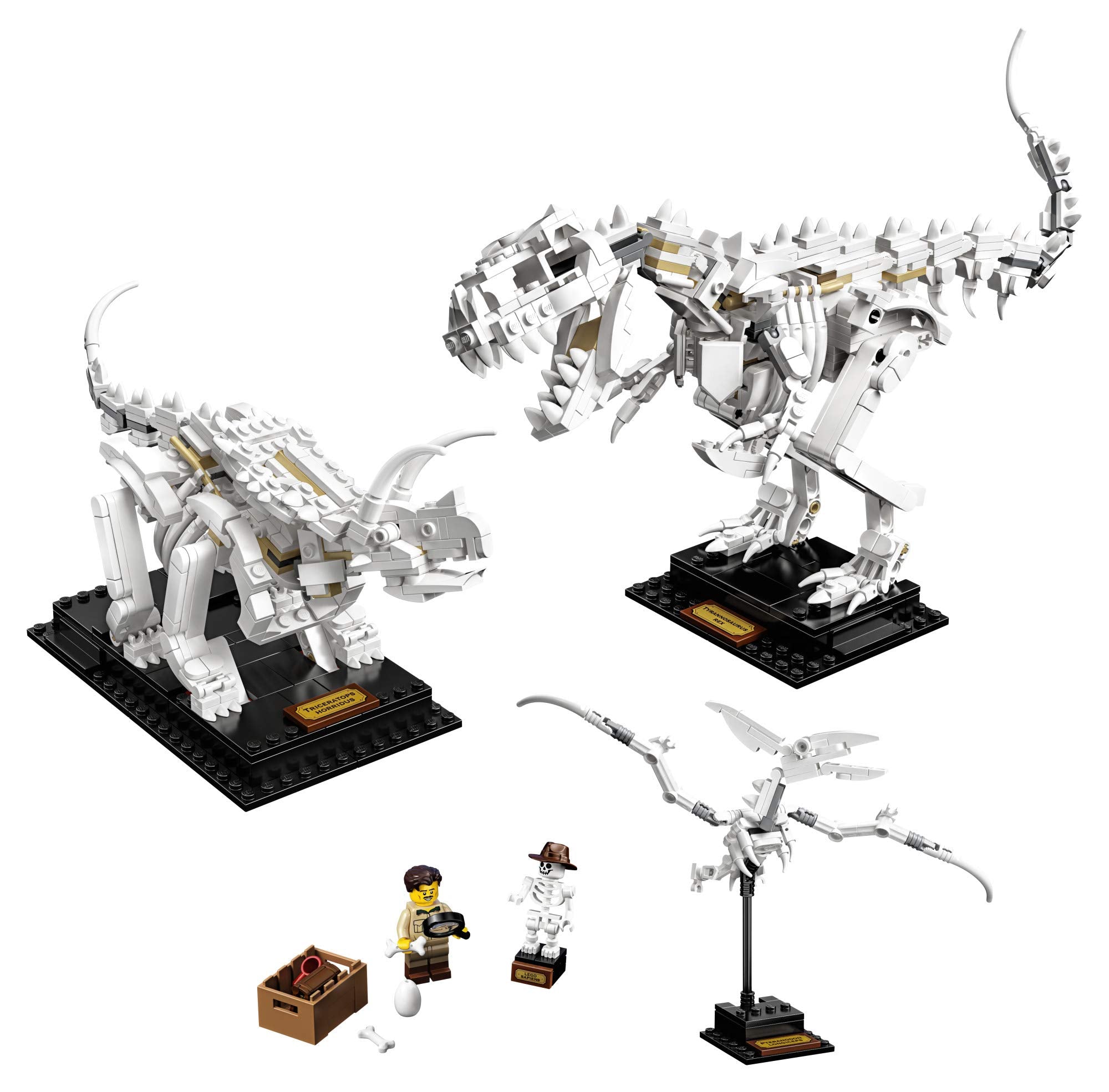LEGO Ideas 21320 Triceratops skeleton on its stand sparks learning and discussion.