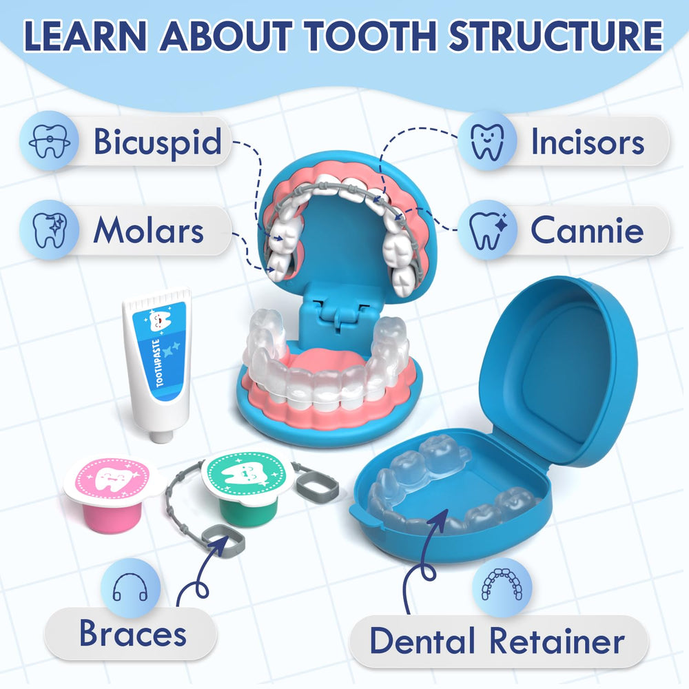 Lehoo Castle fake tooth model with braces for braces fitting