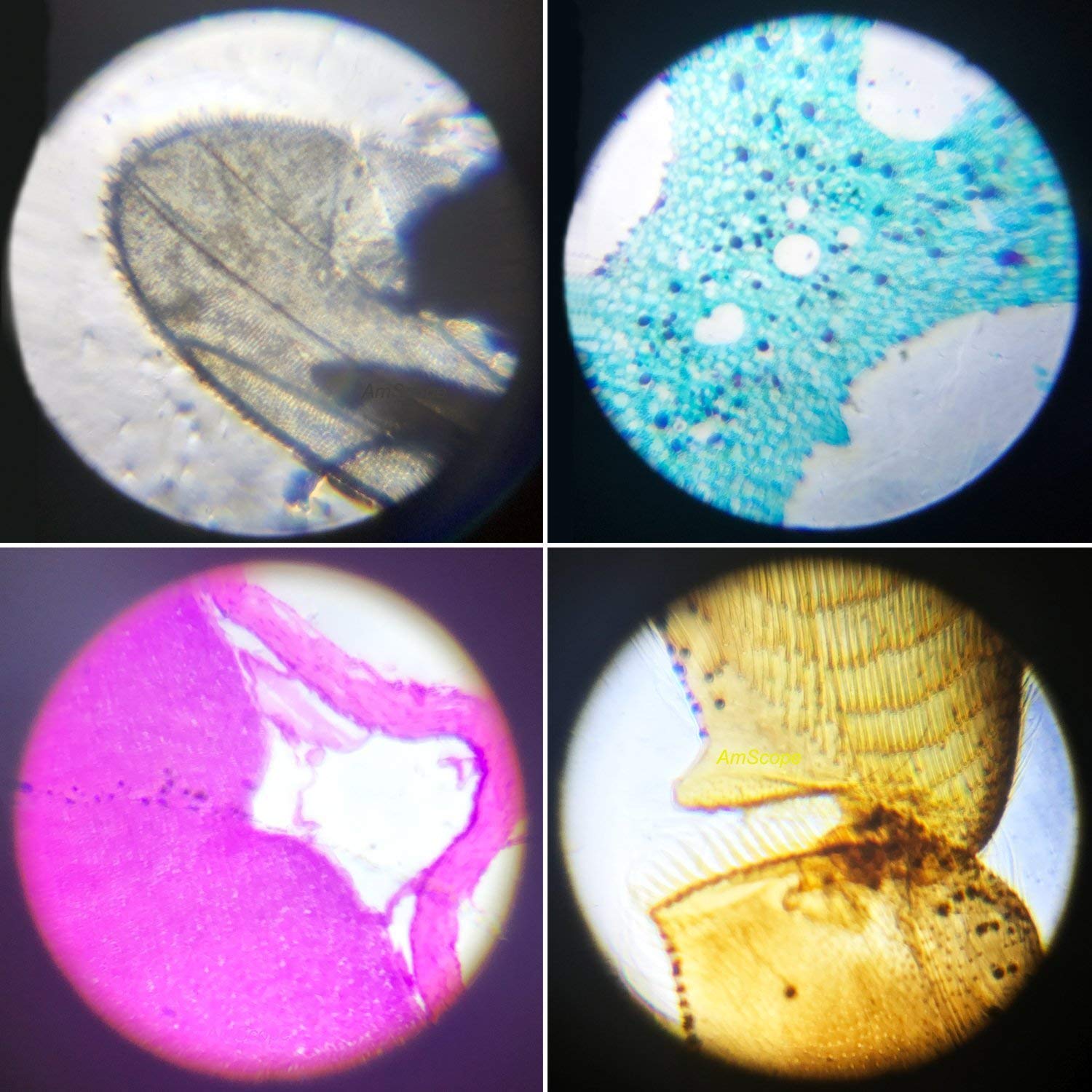 Little World 1200x view uncovers fine textures of micro specimens