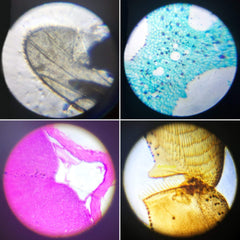 Little World 1200x view uncovers fine textures of micro specimens