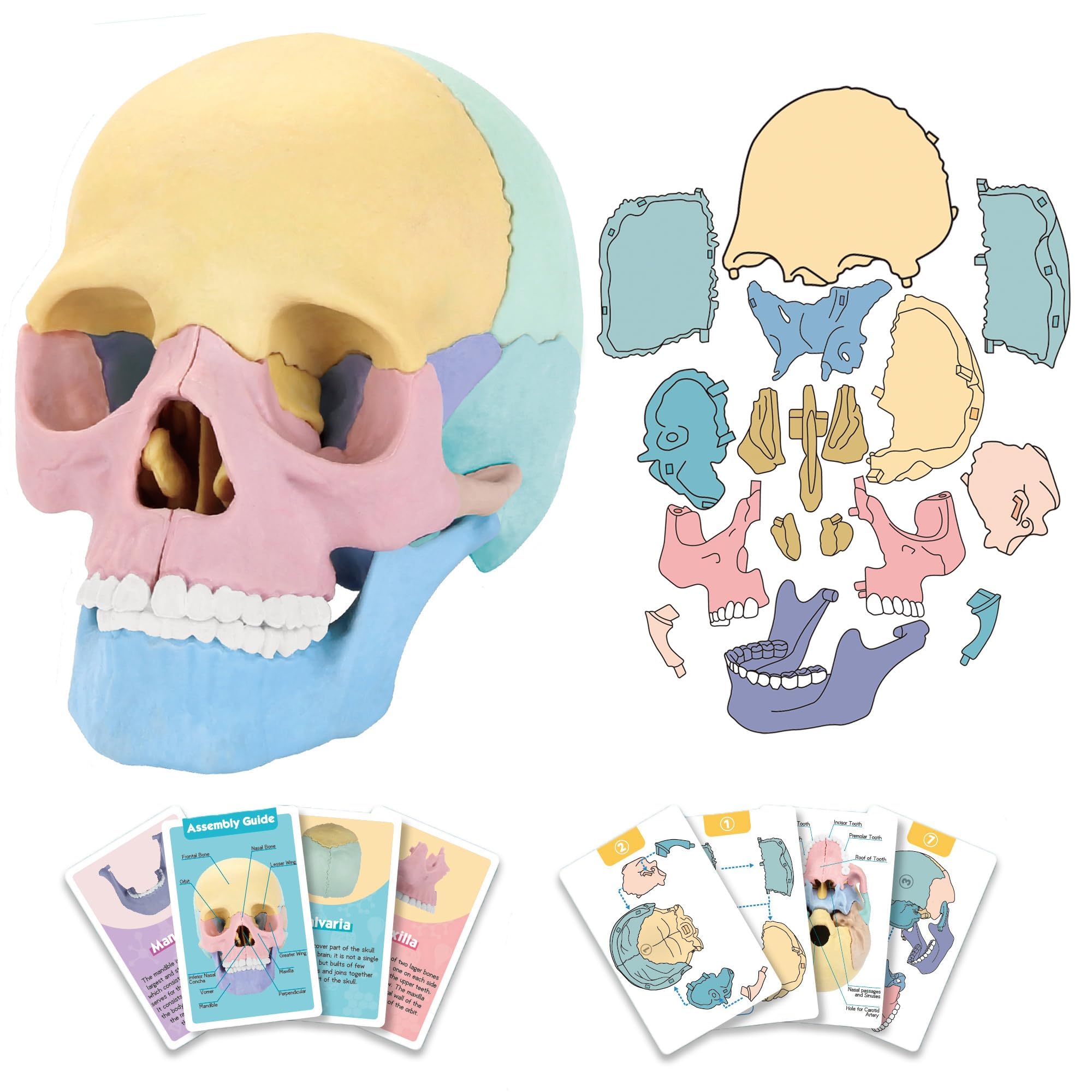 LUCKY GUESS 2025 skull model front view for classroom study and visual education.