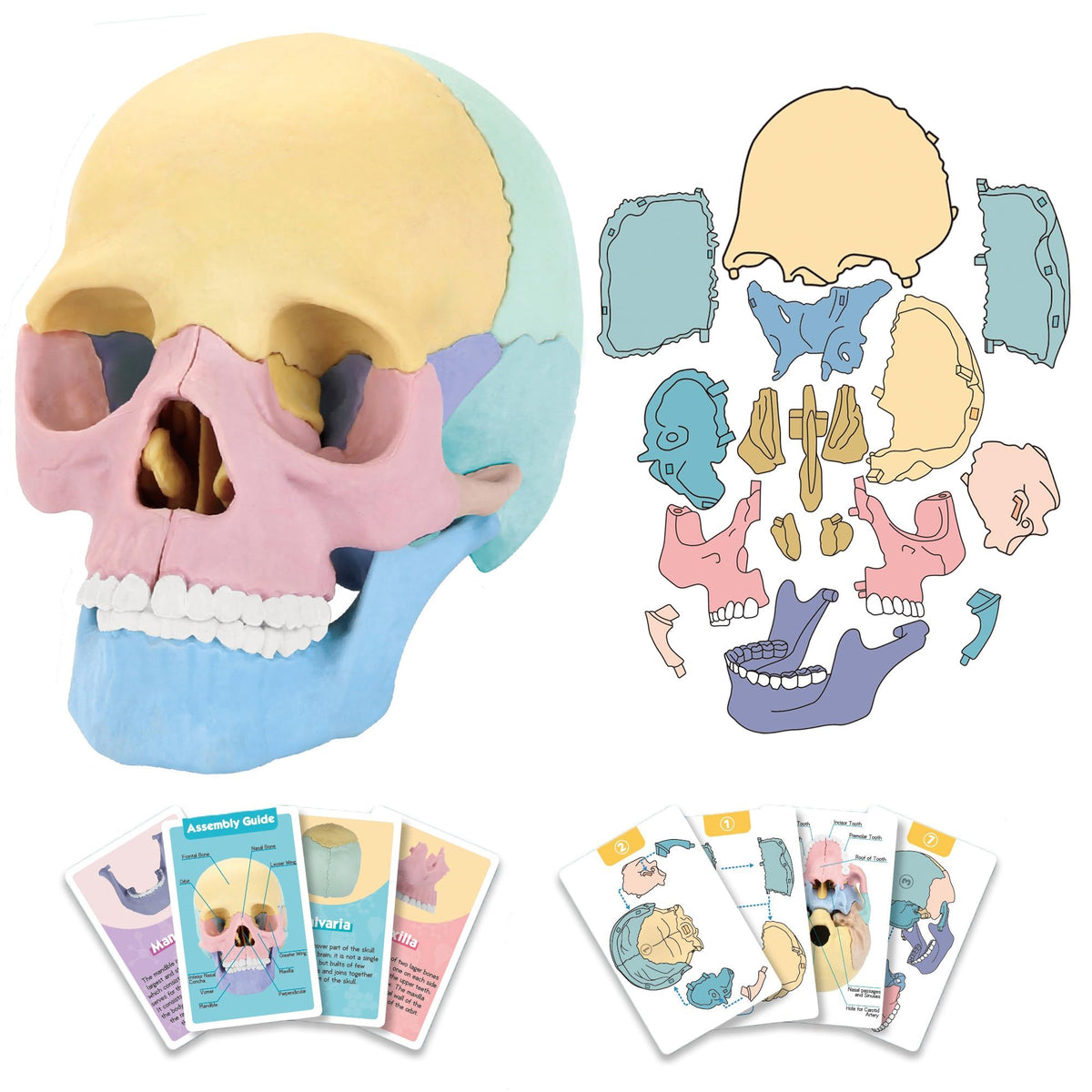 LUCKY GUESS 2025 skull model front view for classroom study and visual education.