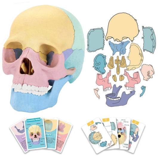 LUCKY GUESS 2025 skull model front view for classroom study and visual education.