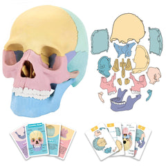 LUCKY GUESS 2025 skull model front view for classroom study and visual education.